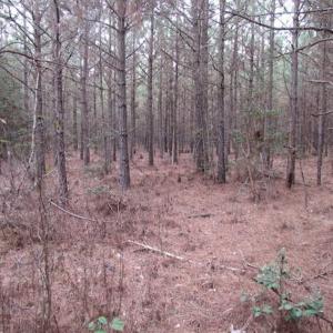 Photo of SOLD!!  20 Acres of Hunting and Timber Land For Sale in Sussex County VA!
