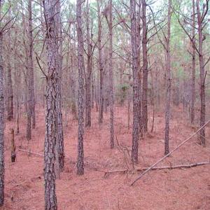 Photo of SOLD!!  20 Acres of Hunting and Timber Land For Sale in Sussex County VA!