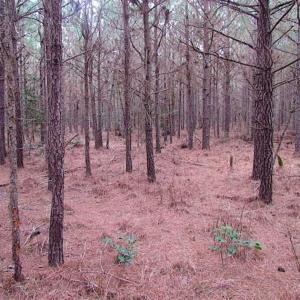 Photo of SOLD!!  20 Acres of Hunting and Timber Land For Sale in Sussex County VA!