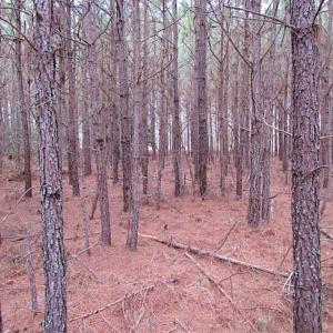 Photo of SOLD!!  20 Acres of Hunting and Timber Land For Sale in Sussex County VA!