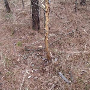 Photo of SOLD!!  20 Acres of Hunting and Timber Land For Sale in Sussex County VA!