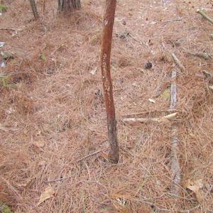 Photo of SOLD!!  20 Acres of Hunting and Timber Land For Sale in Sussex County VA!
