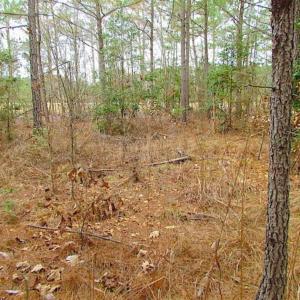 Photo of SOLD!!  20 Acres of Hunting and Timber Land For Sale in Sussex County VA!