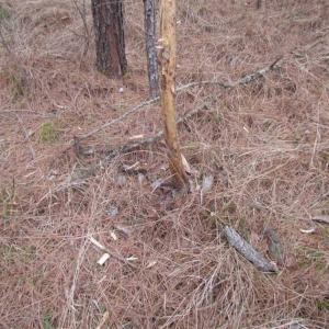 Photo of SOLD!!  20 Acres of Hunting and Timber Land For Sale in Sussex County VA!