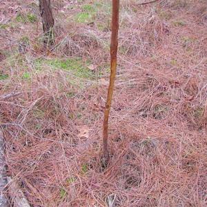 Photo of SOLD!!  20 Acres of Hunting and Timber Land For Sale in Sussex County VA!