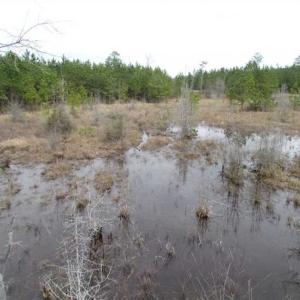 Photo of SOLD!!  20 Acres of Hunting and Timber Land For Sale in Sussex County VA!
