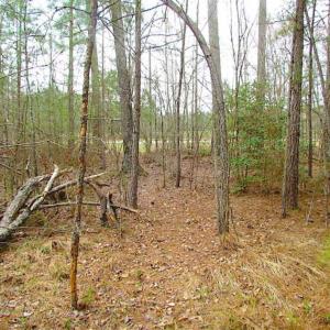 Photo of SOLD!!  20 Acres of Hunting and Timber Land For Sale in Sussex County VA!