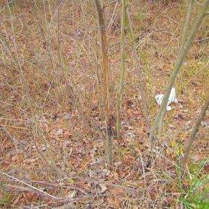 Photo of SOLD!!  20 Acres of Hunting and Timber Land For Sale in Sussex County VA!