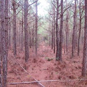 Photo of SOLD!!  20 Acres of Hunting and Timber Land For Sale in Sussex County VA!