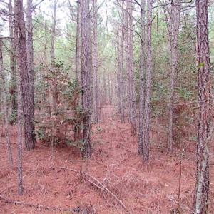 Photo of SOLD!!  20 Acres of Hunting and Timber Land For Sale in Sussex County VA!