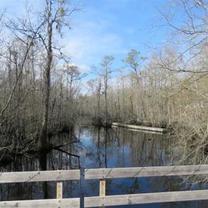 Photo of UNDER CONTRACT!!  21 Acres of Residential and Hunting Land in Pender County NC!