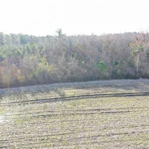 Photo of SOLD!  42 Acres of Farm and Hunting Land for Sale in Columbus County NC!