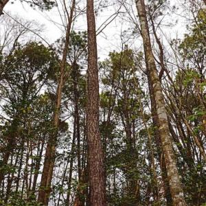 Photo of SOLD!!  12 Acres of Residential and Timber Land for Sale in Wake County NC!