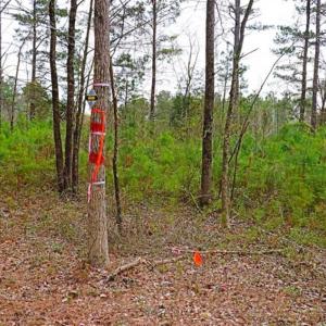 Photo of SOLD!!  12 Acres of Residential and Timber Land for Sale in Wake County NC!