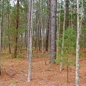 Photo of SOLD!!  12 Acres of Residential and Timber Land for Sale in Wake County NC!