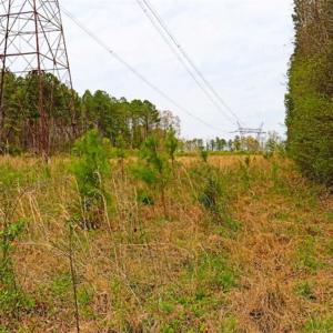 Photo of SOLD!!  12 Acres of Residential and Timber Land for Sale in Wake County NC!