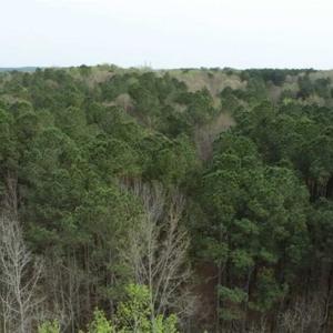 Photo of SOLD!!  12 Acres of Residential and Timber Land for Sale in Wake County NC!