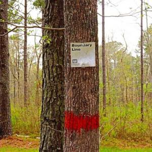 Photo of SOLD!!  12 Acres of Residential and Timber Land for Sale in Wake County NC!