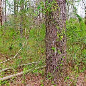 Photo of SOLD!!  12 Acres of Residential and Timber Land for Sale in Wake County NC!
