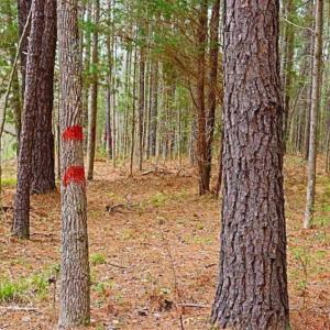 Photo of SOLD!!  12 Acres of Residential and Timber Land for Sale in Wake County NC!