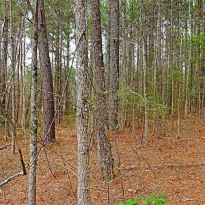 Photo of SOLD!!  12 Acres of Residential and Timber Land for Sale in Wake County NC!