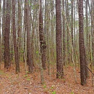 Photo of SOLD!!  12 Acres of Residential and Timber Land for Sale in Wake County NC!