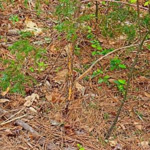 Photo of SOLD!!  12 Acres of Residential and Timber Land for Sale in Wake County NC!