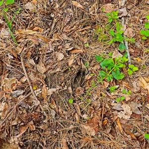 Photo of SOLD!!  12 Acres of Residential and Timber Land for Sale in Wake County NC!