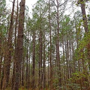 Photo of SOLD!!  12 Acres of Residential and Timber Land for Sale in Wake County NC!