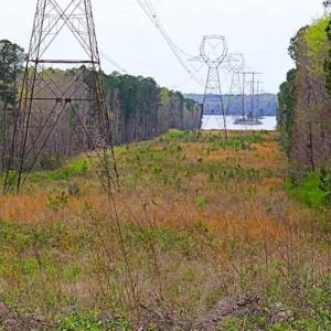 Photo of SOLD!!  12 Acres of Residential and Timber Land for Sale in Wake County NC!