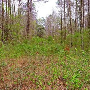 Photo of SOLD!!  12 Acres of Residential and Timber Land for Sale in Wake County NC!