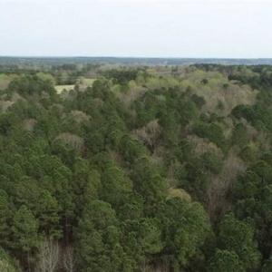 Photo of SOLD!!  12 Acres of Residential and Timber Land for Sale in Wake County NC!