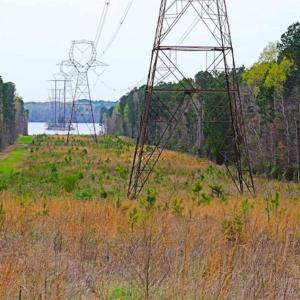Photo of SOLD!!  12 Acres of Residential and Timber Land for Sale in Wake County NC!