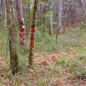 Photo of SOLD!!  12 Acres of Residential and Timber Land for Sale in Wake County NC!