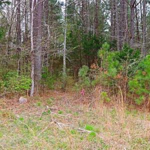 Photo of SOLD!!  12 Acres of Residential and Timber Land for Sale in Wake County NC!