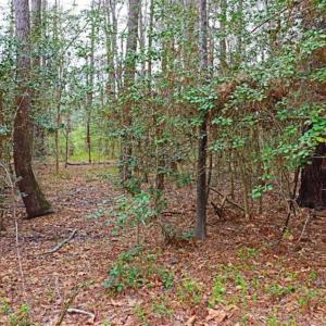 Photo of SOLD!!  12 Acres of Residential and Timber Land for Sale in Wake County NC!