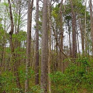 Photo of SOLD!!  12 Acres of Residential and Timber Land for Sale in Wake County NC!
