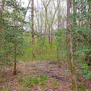 Photo of SOLD!!  12 Acres of Residential and Timber Land for Sale in Wake County NC!