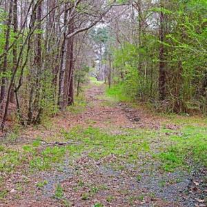 Photo of SOLD!!  12 Acres of Residential and Timber Land for Sale in Wake County NC!