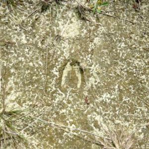 Photo of SOLD!!  42 Acres of Farm and Hunting Land For Sale in Columbus County NC!