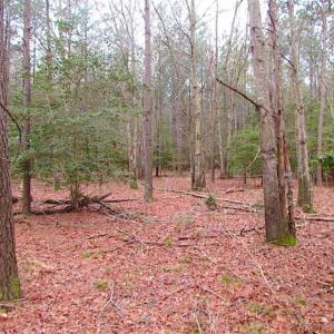 Photo of 60 Ac of Investment & Recreational Land For Sale in Accomack Co VA!