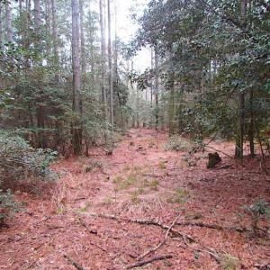 Photo of 60 Ac of Investment & Recreational Land For Sale in Accomack Co VA!