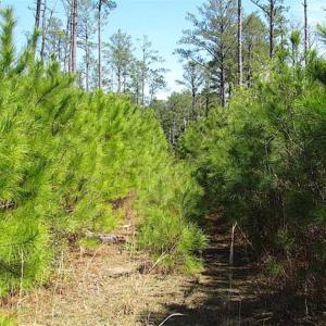 Photo of SOLD!!  41 Acres of Waterfront Property For Sale in Accomack County VA!