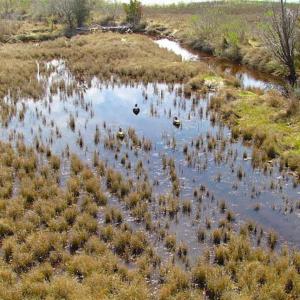 Photo of SOLD!!  41 Acres of Waterfront Property For Sale in Accomack County VA!