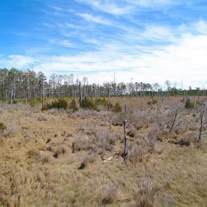 Photo of SOLD!!  41 Acres of Waterfront Property For Sale in Accomack County VA!
