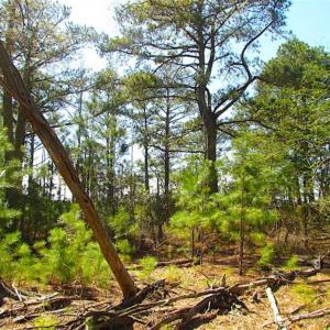 Photo of SOLD!!  41 Acres of Waterfront Property For Sale in Accomack County VA!