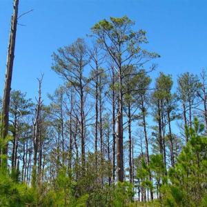 Photo of SOLD!!  41 Acres of Waterfront Property For Sale in Accomack County VA!