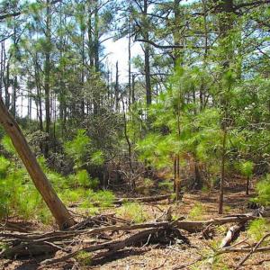 Photo of SOLD!!  41 Acres of Waterfront Property For Sale in Accomack County VA!