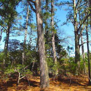 Photo of SOLD!!  41 Acres of Waterfront Property For Sale in Accomack County VA!