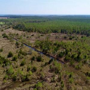 Photo of 16.64 Acres of Hunting Land for Sale in Pamlico County NC!